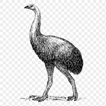 Moa bird png clipart, animal | Free PNG - rawpixel
