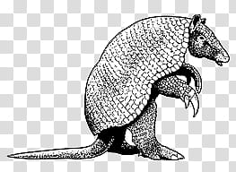 Mochizuki  animals, armadillo transparent background PNG clipart