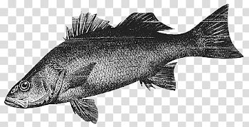 Mochizuki  animals, fish illustration transparent background PNG clipart