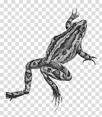 Mochizuki  animals, gray frog transparent background PNG clipart