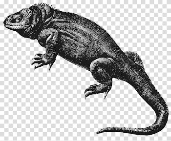 Mochizuki  animals, gray lizard transparent background PNG clipart