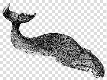 Mochizuki  animals, gray shark transparent background PNG clipart