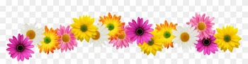 Modafinil Out 74 234924399 Flower - Free Flower Border Clipart