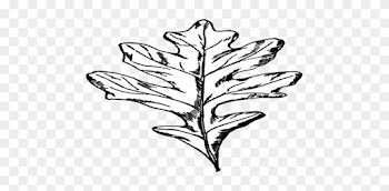 Model Train Christmas Tree Models Ornaments S Coloring - White Oak Leaf Clip Art
