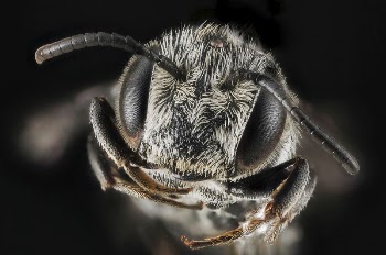 Modesta, male, face shot. | Free Photo - rawpixel