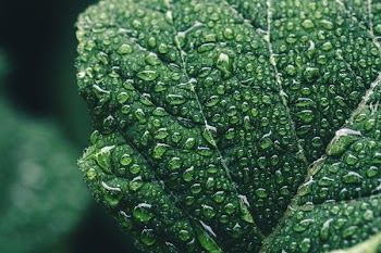 Moisture Gathers On Leaf