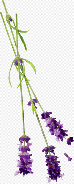 Moisturizer Lavender Skin Exfoliation Xeroderma -  