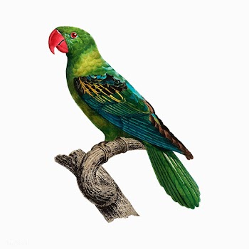 Moluccan parrot | Free stock vector - 558978