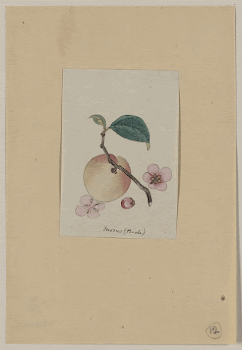 Momo (peach). Original from the Library | Free Photo - rawpixel