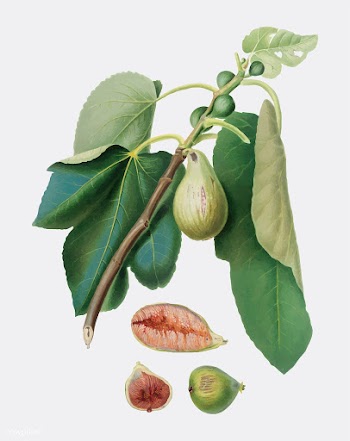 Monaco Fig from Pomona Italiana (1817-1839) b.. | Free stock vector - 488231