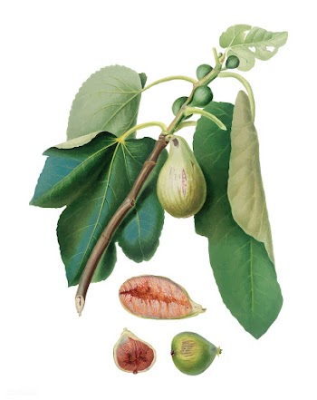 Monaco Fig from Pomona Italiana (1817-1839) b.. | Free stock vector - 488235