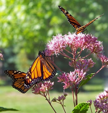 Monarch Butterflies on Pink Petal Flowers during Daytime