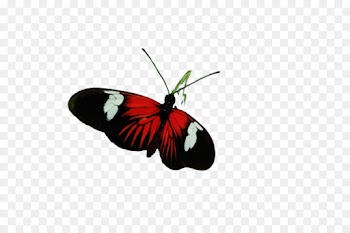 Monarch butterfly