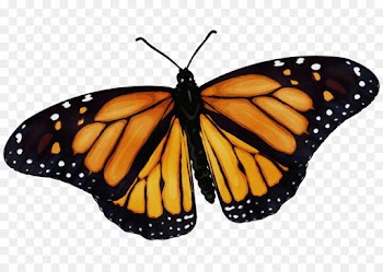 Monarch butterfly