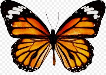 Monarch butterfly