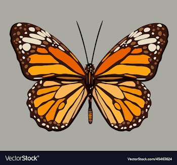 monarch butterfly