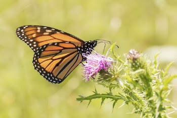 Monarch butterfly background. Free public | Free Photo - rawpixel