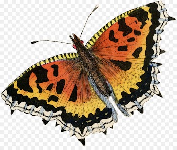 Monarch butterfly Brush-footed butterflies Gossamer-winged butterflies Moth Symmetry - newlife button 