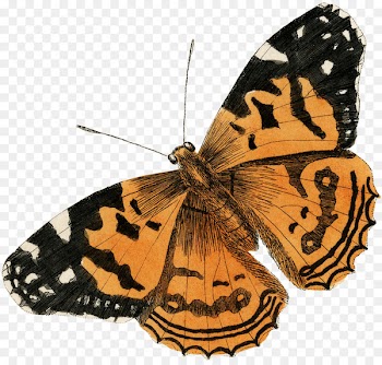 Monarch butterfly Brush-footed butterflies Moth Pieridae Tiger milkweed butterflies - newlife button 
