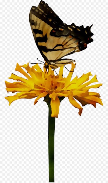 Monarch butterfly Brush-footed butterflies Nectar Chrysanthemum Pollen -  