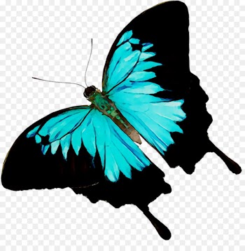 Monarch butterfly Brush-footed butterflies Paperback Book -  
