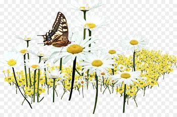 Monarch Butterfly, Brushfooted Butterflies, Oxeye Daisy, Cynthia Subgenus, Butterfly PNG