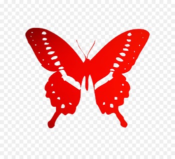 Monarch butterfly Bumper sticker Decal Insect -  