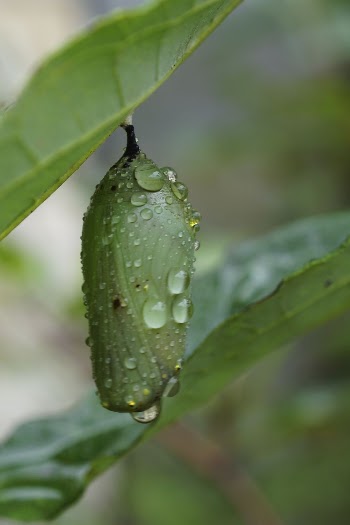 Monarch Butterfly Chrysalis. Free public | Free Photo - rawpixel