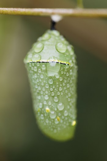 Monarch Butterfly Chrysalis. Free public | Free Photo - rawpixel