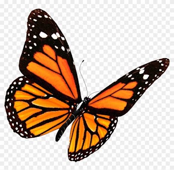 Monarch Butterfly Clipart Transparent Background - Monarch Butterfly Png
