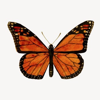 Monarch butterfly clipart, vintage insect | Free Vector - rawpixel