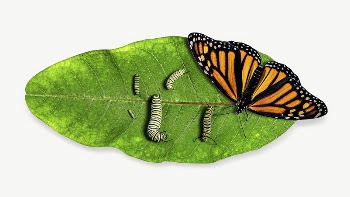 Monarch butterfly  collage element | Free PSD - rawpixel