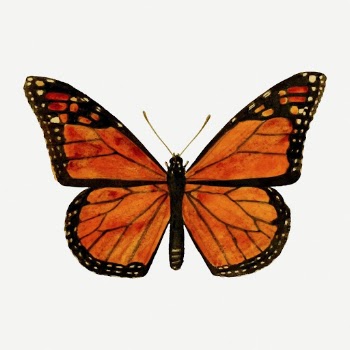 Monarch butterfly collage element, insect | Free PSD - rawpixel