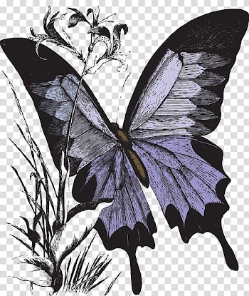 Monarch butterfly, Color butterfly transparent background PNG clipart