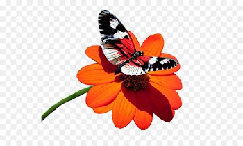 Monarch butterfly Desktop Wallpaper High-definition television Insect - butterfly 