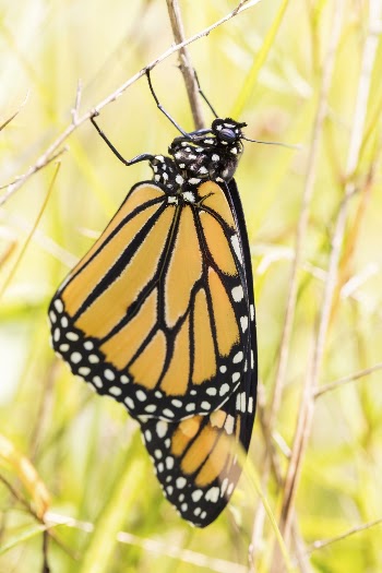 Monarch Butterfly. Free public domain | Free Photo - rawpixel