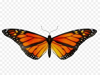 Monarch butterfly GIF Clip art Insect -  