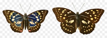 Monarch butterfly Great purple emperor Japan Species - butterfly 