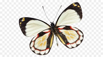 Monarch butterfly Insect Centerblog Gossamer-winged butterflies - insect 