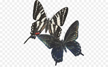 Monarch butterfly Insect Image Moth - butterfly 
