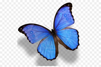Monarch butterfly Morpho menelaus Morpho amathonte - butterfly 