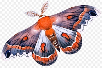 Monarch butterfly Moth - butterfly 