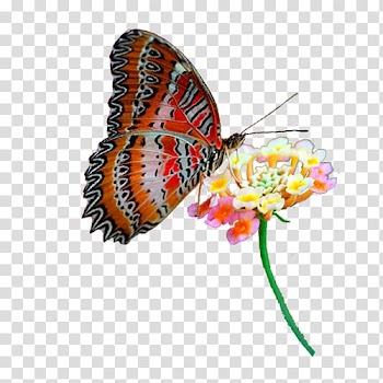 Monarch butterfly Moth , sunflower transparent background PNG clipart