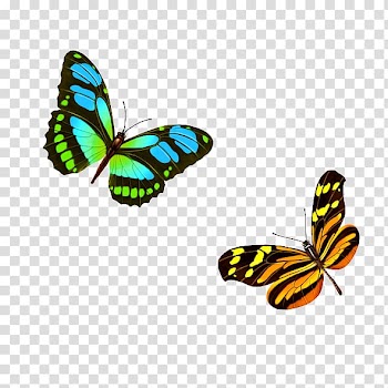 Monarch butterfly Pieridae, Colorful butterfly transparent background PNG clipart