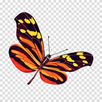 Monarch butterfly Pieridae, Colorful butterfly transparent background PNG clipart