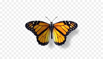 Monarch butterfly Pieridae Moth Drawing - butterfly 