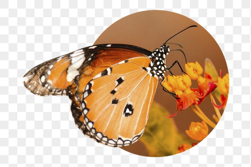 Monarch butterfly png badge sticker, | Free PNG - rawpixel