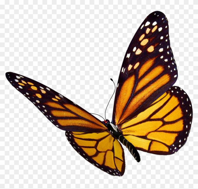 Monarch Butterfly Png Image - Monarch Butterfly Png