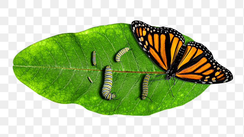 Monarch butterfly png insect  | Free PNG - rawpixel