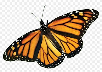 Monarch Butterfly Png Picture - Real Monarch Butterfly Wings